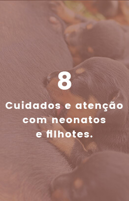 Banners_0007_Camada 3