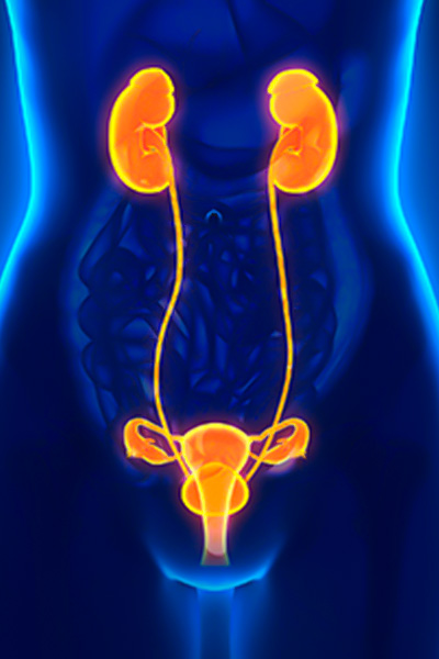 Urologia